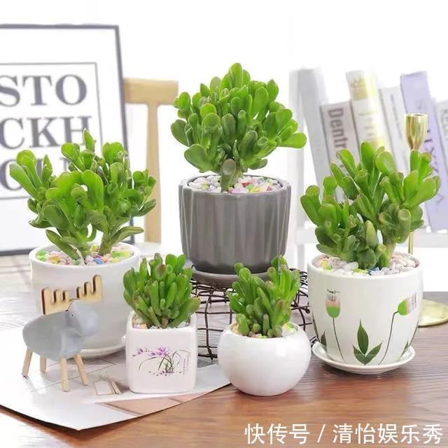 养护|8种“丑花”,个个都有好兆头,家里养几盆,镇宅吉祥,越养越爱