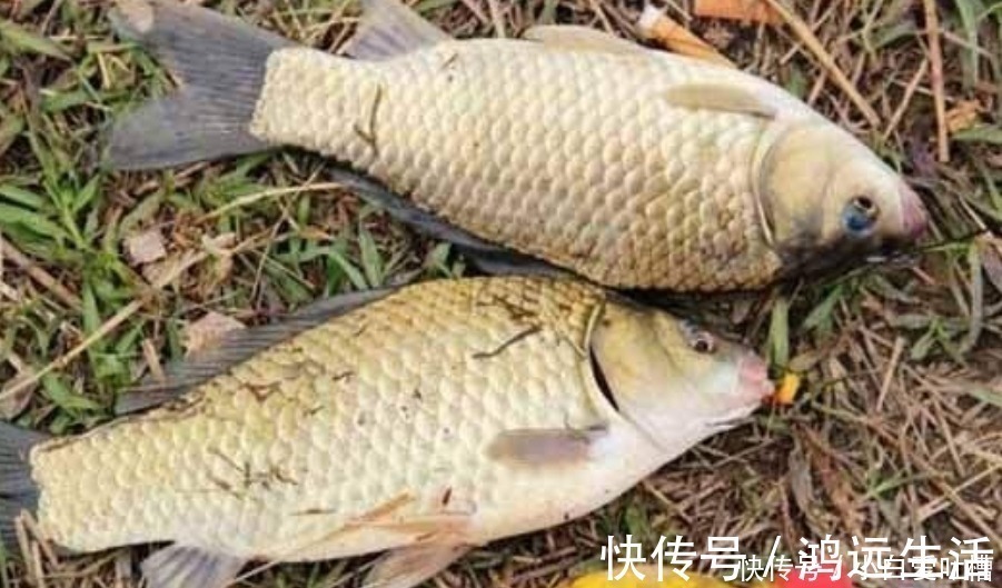 鱼口|冬钓用饵,岂能随随便便!按我说的做,一根竿子都钓不过来