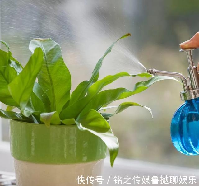 用自来水、雨水、桶装水和凉开水养花的差别，哪种水养花最好呢