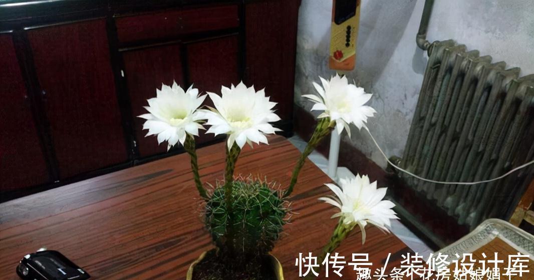 4款秋天栽培的花卉，大家都了解吗？秋天到了，赶紧在家里养几盆