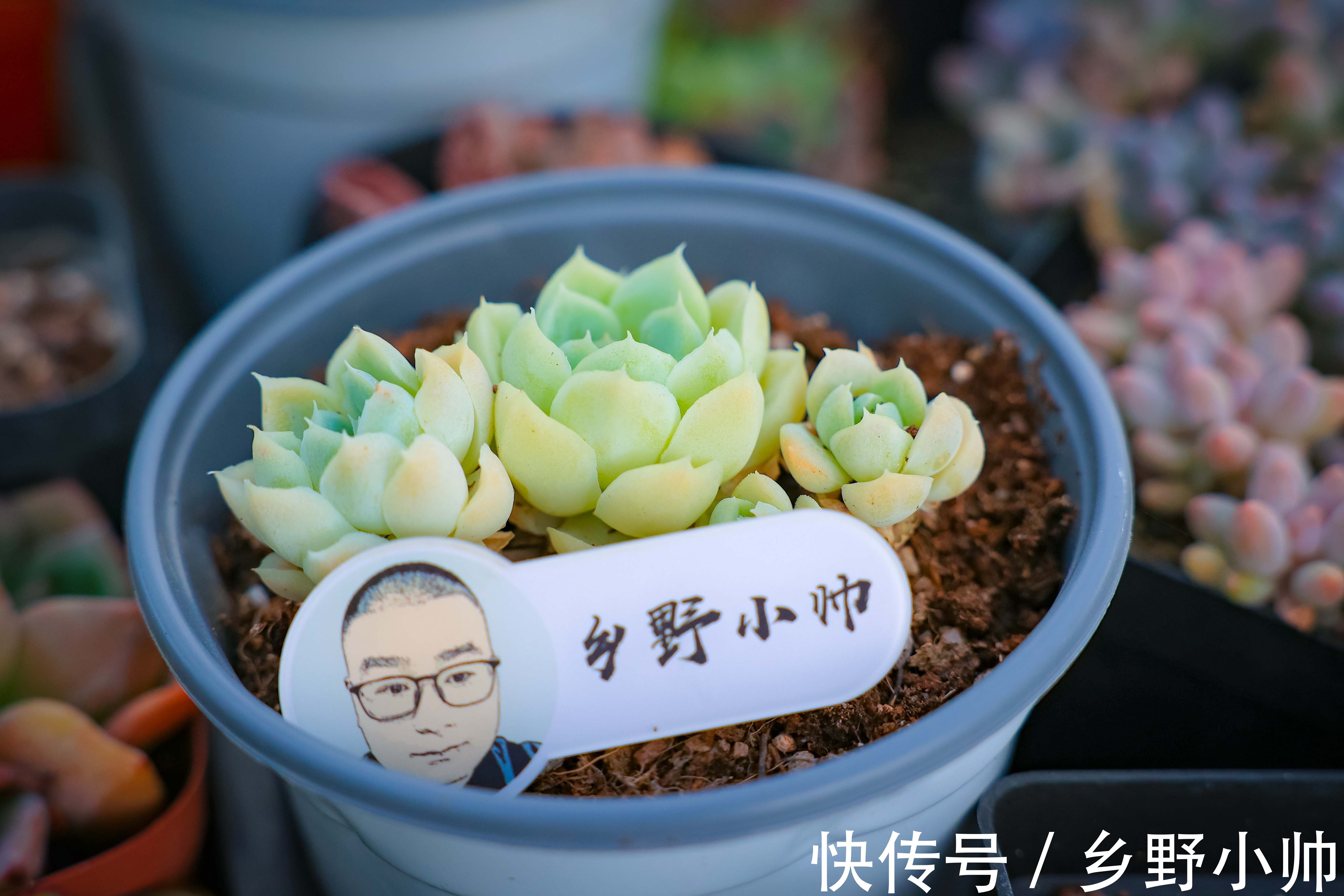 立秋时节|立秋时节，喝完第一杯奶茶，开始新的养肉之旅让多肉快速上色