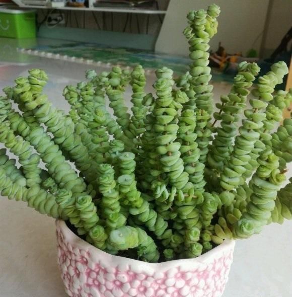 狠心|钱串掉叶子,主干成了“黑杆”,狠心剪几刀,重新上盆栽种