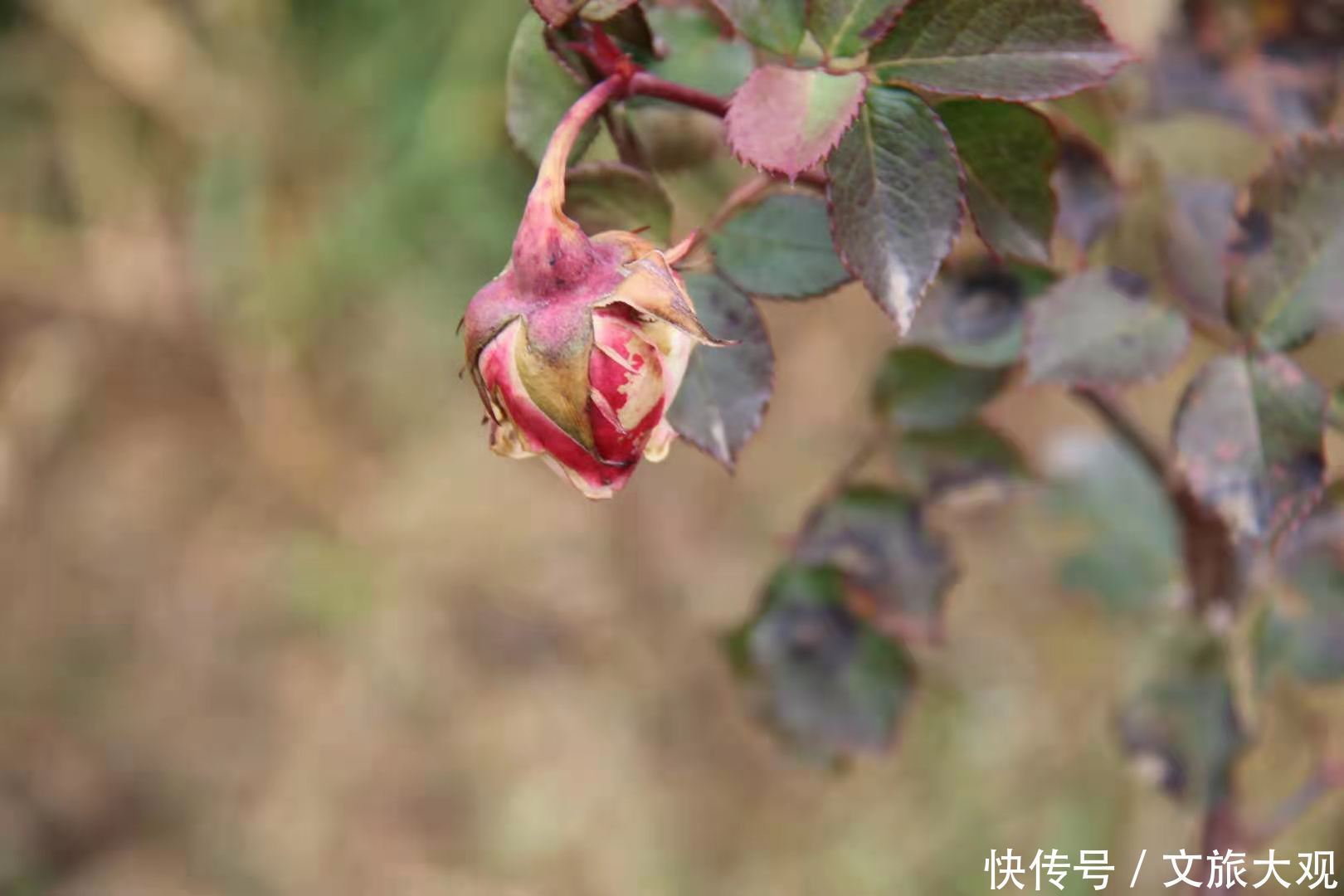 昆明冬日看花