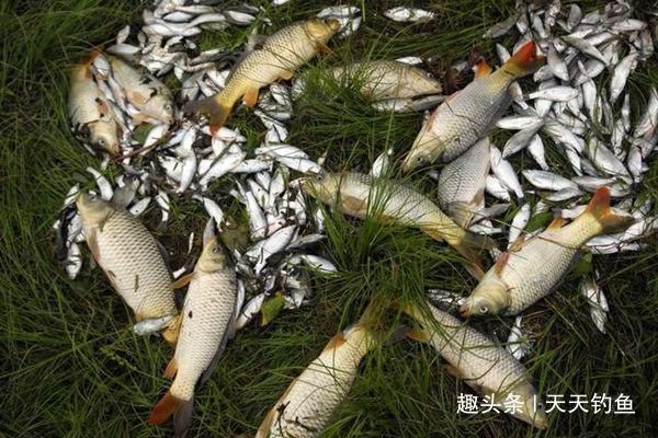 钓不到大鱼,未必是鱼少,可能方法不对试试这几招,一钓一个准
