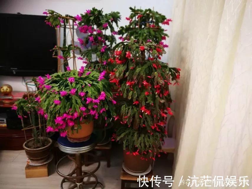 春天|9月给天竺葵剪个短发,过冬前就能窜叶子,明年春天开成大花球!