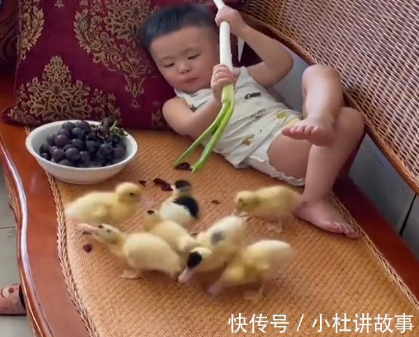 鸭子|吉林萌娃躺沙发大葱配葡萄,将小鸭子捉上沙发,家长睡醒一脸无语