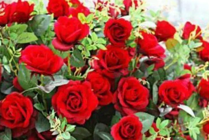  清香|此4种花，花叶共赏，清香幽远，对待新手很友好，值得拥有