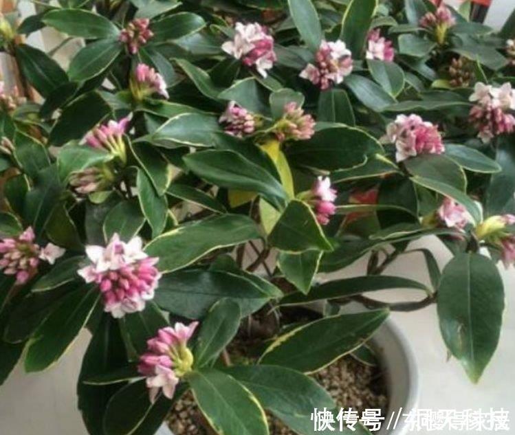 瑞香瑞香|自带香味的“3种花”,家里摆1盆,花香四溢,花朵烂漫迷人