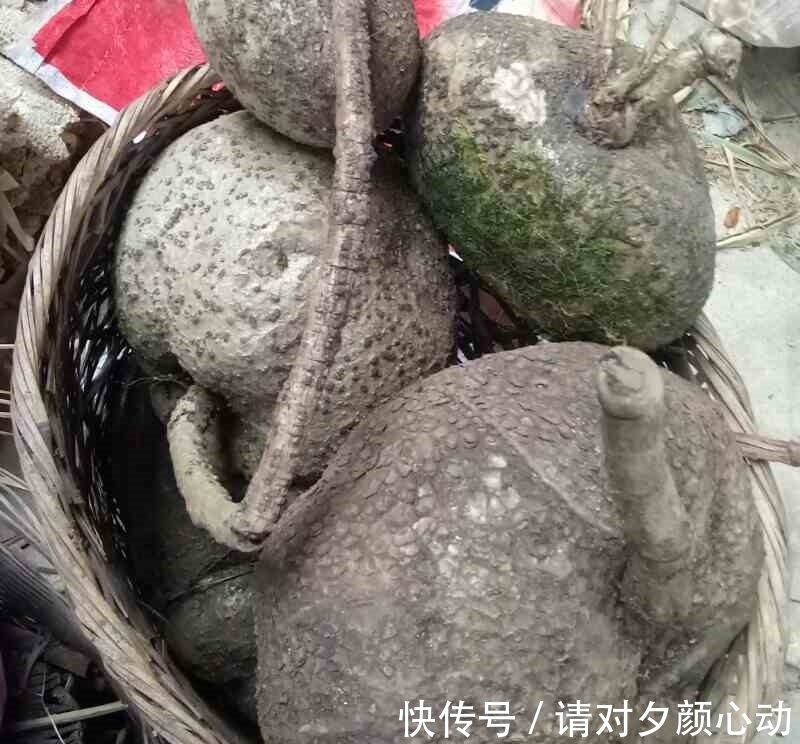 9种养不死的花,绿萝只能排最后,再养不活就剁手吧