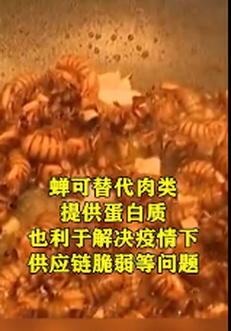 巧克力|美食专家鼓励美国民众抓蝉吃：别嫌弃！可炒可炸！