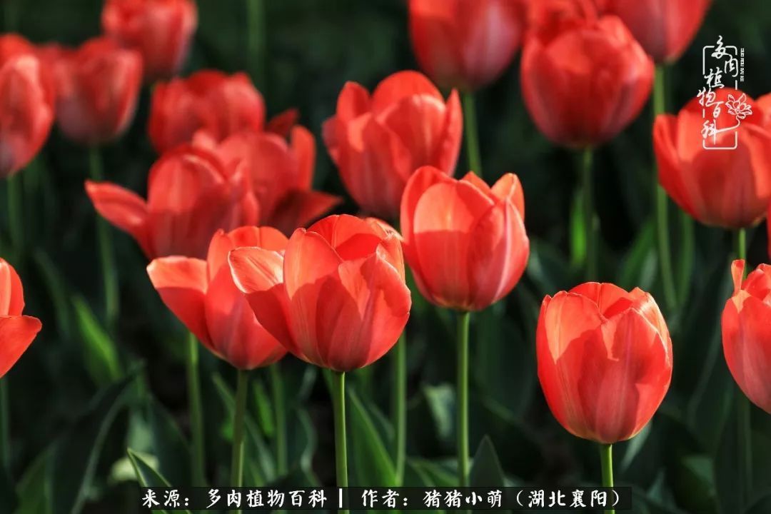 一花一世界,一肉一欢喜!遇见多肉,重新发现生活的美!