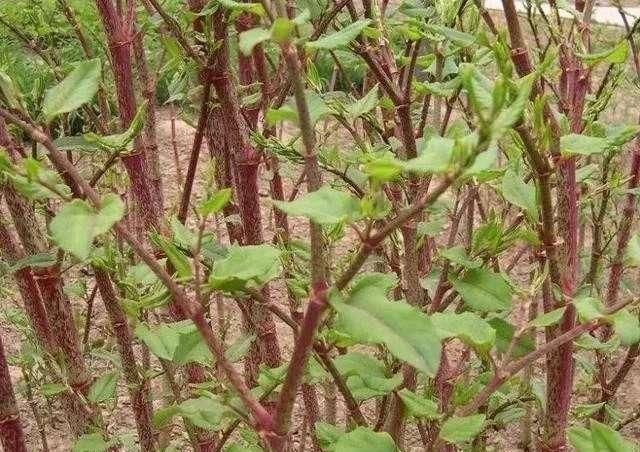  农村|农村阴沟里这种野草，人称“活血龙”，能当野菜吃，还能活血化瘀