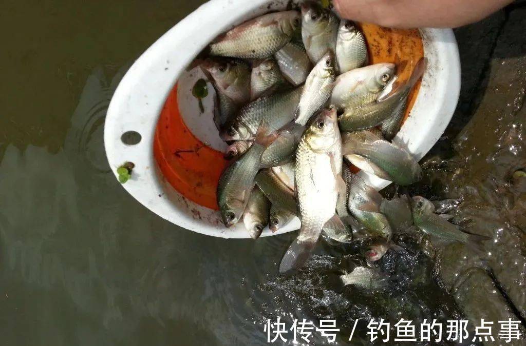 初春钓鱼“七个小”,连杆大鲫不空跑
