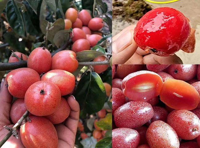  花卉|重视这种植物，你不吃亏，它用途广泛价值也高