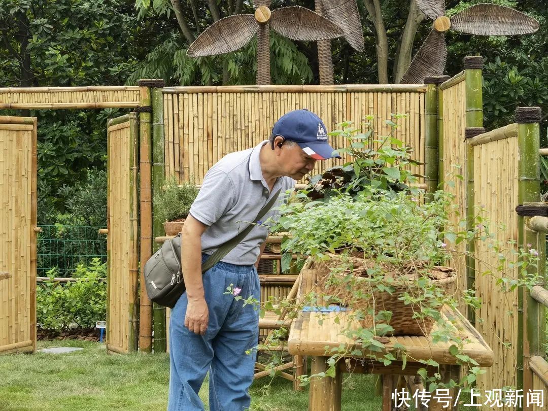 上海共青森林公园芳香植物展今日开幕 一起来闻香 赏花 观景吧 粉紫色