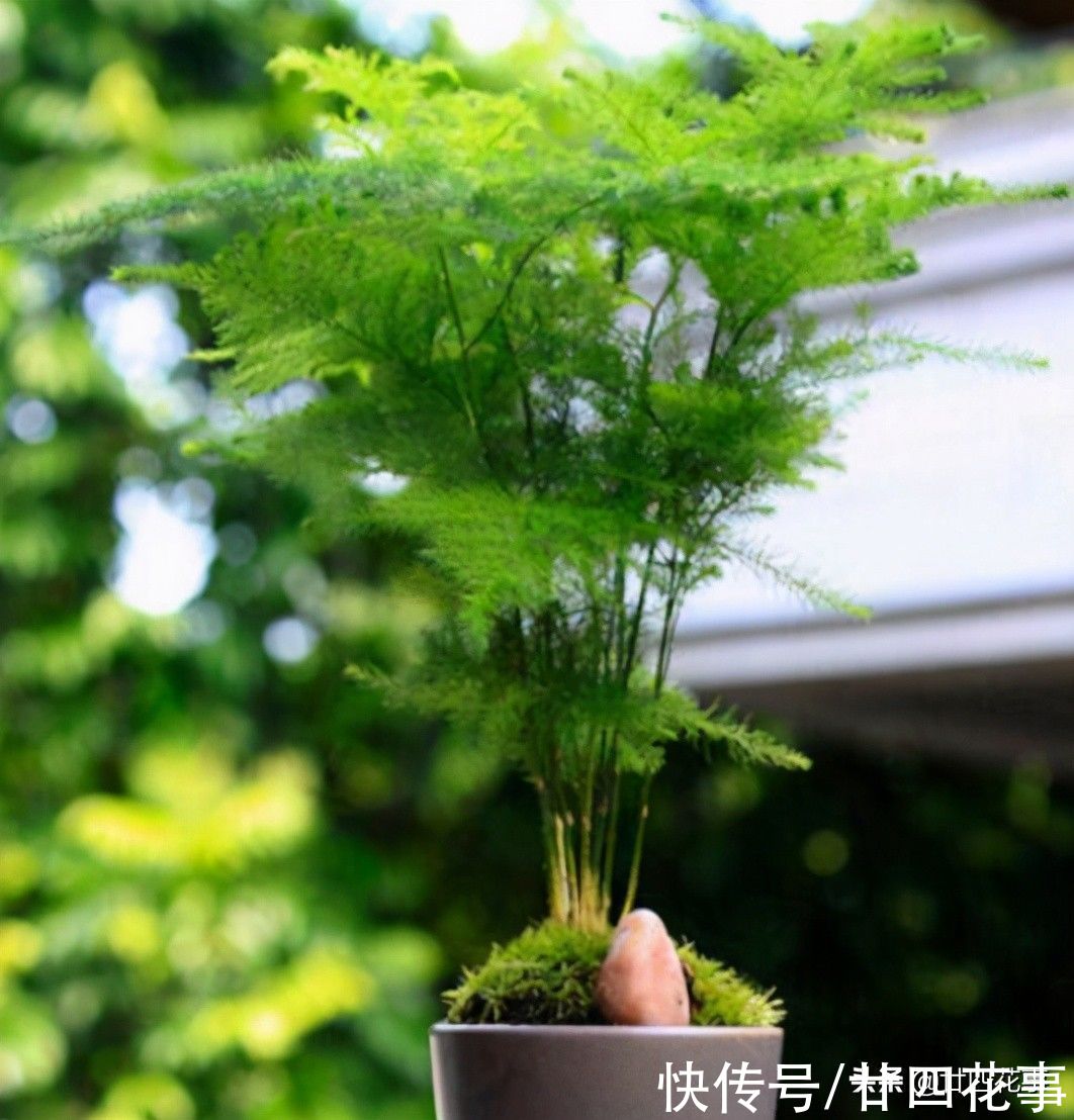 廿六|家养文竹，4件事要注意，做到位不黄叶不干尖，郁郁葱葱株型飘逸