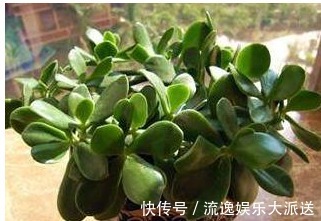 玉树|玉树不开花老花农教你这样养,叶片饱满圆润,绿油油的