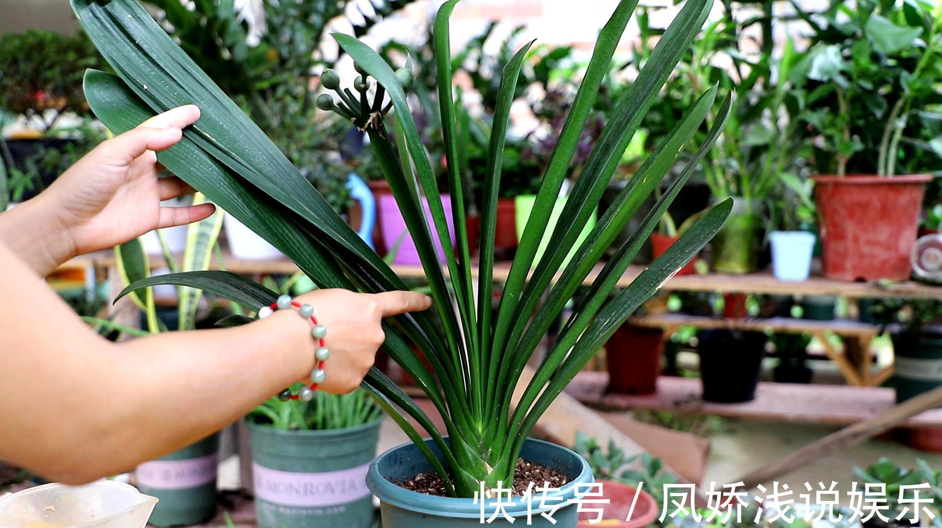 烂根|秋天养君子兰,“死记硬背”四大原则,冬天大爆花,花箭拔得多