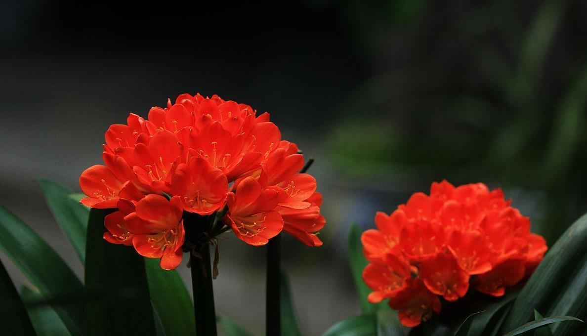 这3种花,不要修剪,否则不开花