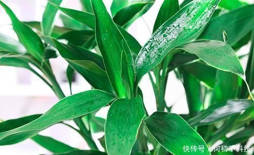 客厅养花选它,比绿萝好养,养人还聚财,是家庭盆栽佳品
