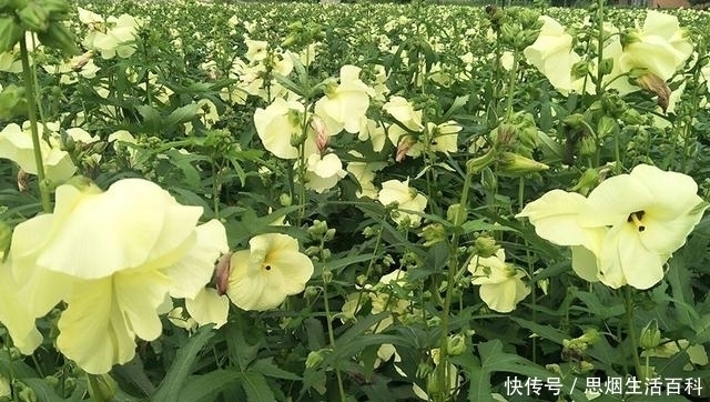 金花葵|花比碗还大，曾濒临灭绝，如今农民大量种植，又要火爆了？