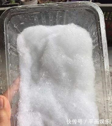 塑料杯|多肉“烂根”还能活,不用土,学会“3招”生根法,1个星期冒白根