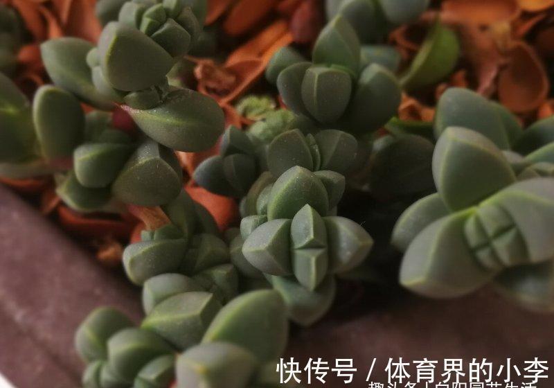 多肉鹿角海棠,经过大师修剪,养成了盆景老桩,价格翻了10倍