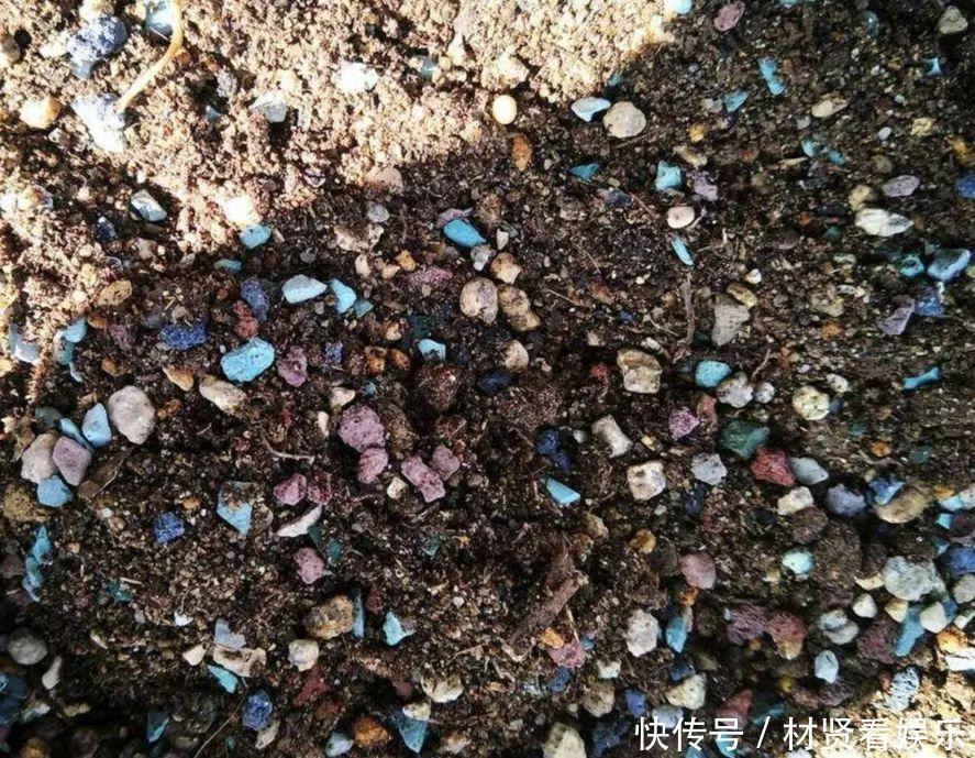 泥炭土|多肉叶子皱皱巴巴别光浇水,多半是伤根该换盆了!