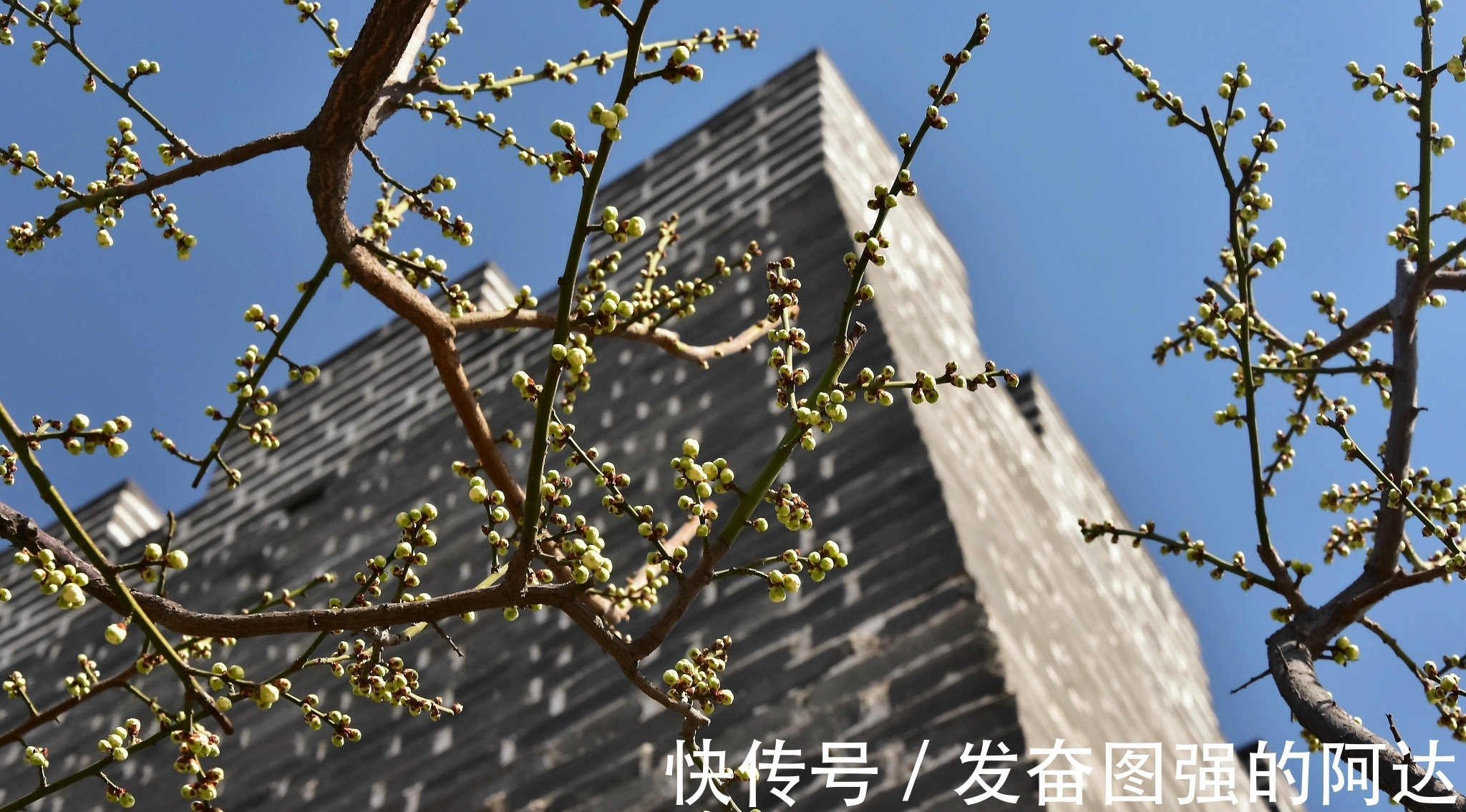 背景|要想玩好梅花盆景，这些背景知识我们要了解