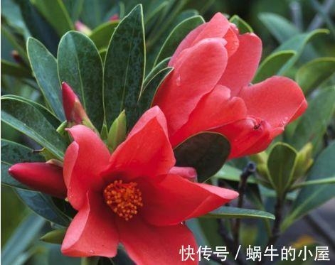 叶厚|农历7月30日开始,养花养个耐看的,耐晒又耐热,花色艳丽