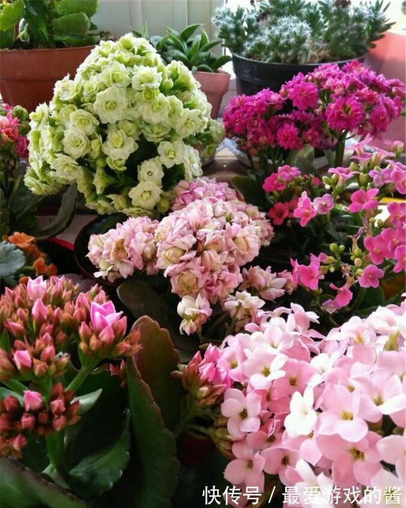 适合10月扦插的“5种花”，喜欢不要花钱买，几根枝条就能插一盆