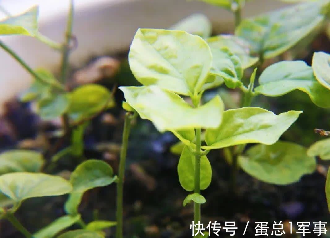 成活率|八九月份，适合扦插“7种花”，成活率高