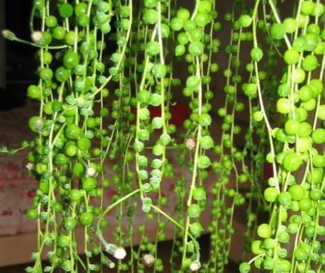 垂吊性|比珍珠还珍贵的多肉绿植,像手串一样好看,家里别再养吊兰了