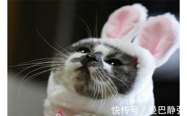 |搞笑动物:去了一趟非洲回来之后,我就变成了一只超黑的狗狗了!