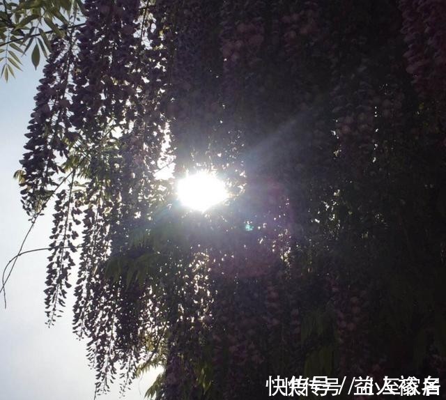 花友们|这种花梦幻得要命,被称为婚礼专用花,自家阳台就能种!