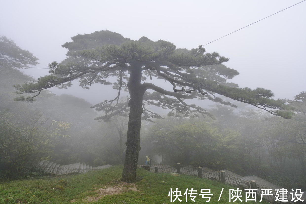 黄山|薄云浓雾游黄山宛若仙境【严建设】