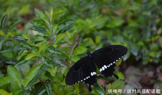 知己|成败一知己生死两妇人让韩信栽了跟头的黑蝴蝶