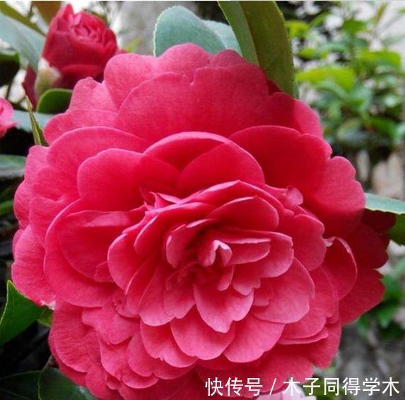 吊兰|4种花养家里,沾土就活,开花又大又艳,比牡丹美