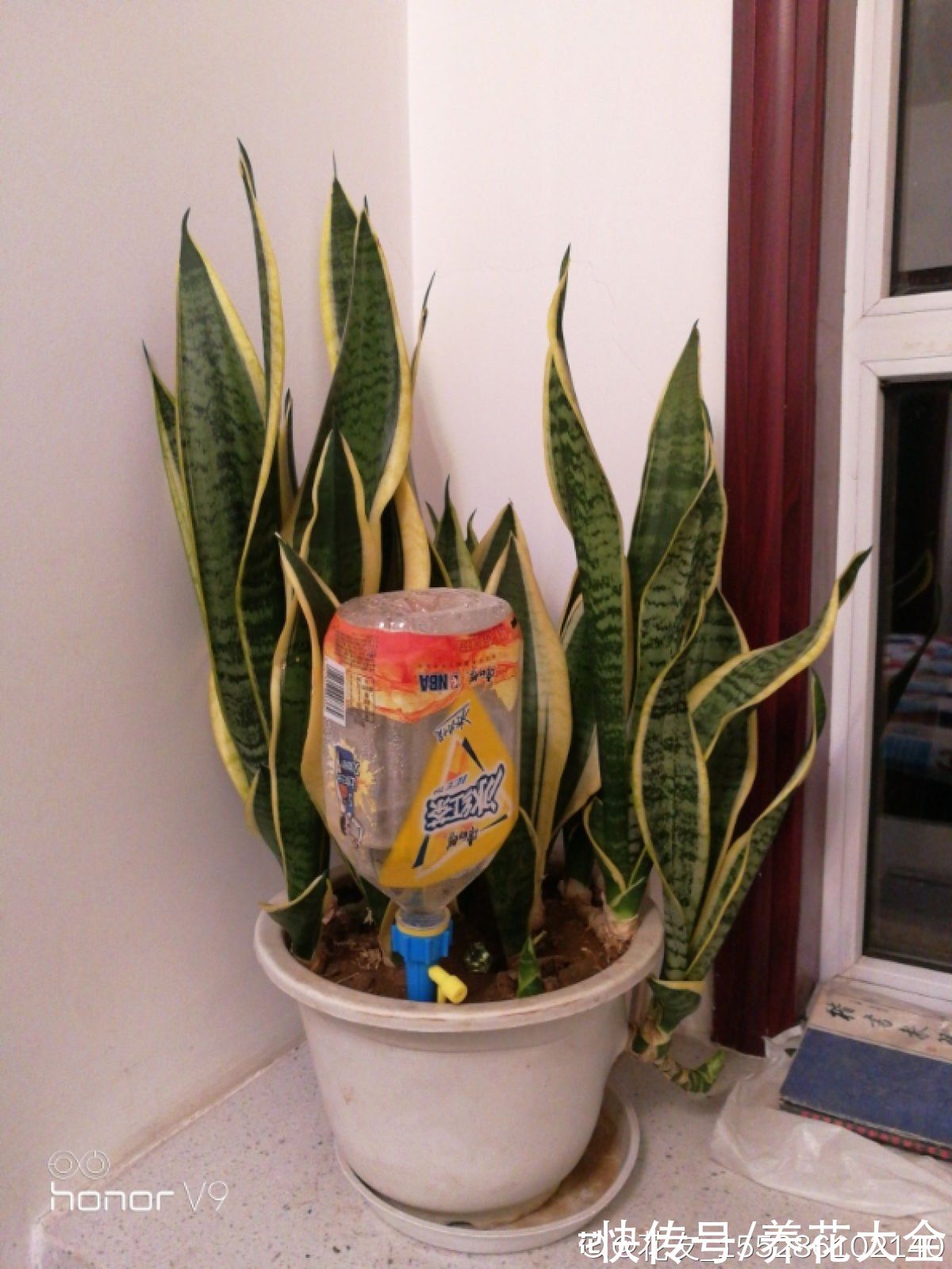 养花|养花用点“酸酸水”,花长得特旺,叶子绿得直滴油