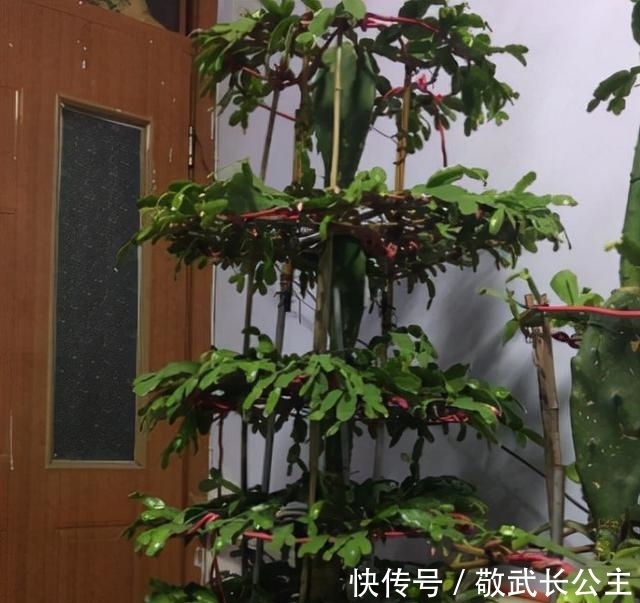 嫁接|如果你是新手养蟹爪兰,尽量不要一棵嫁接多色,因为很难一起开花