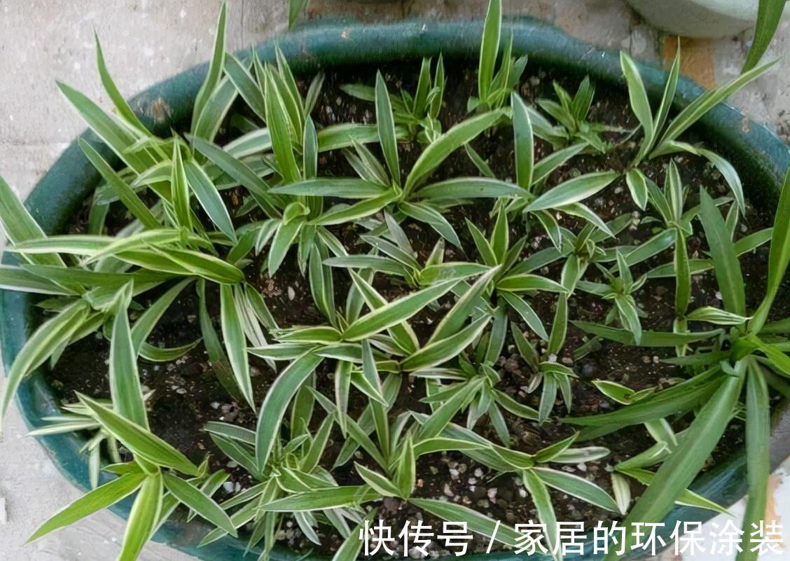 进入10月,建议扦插5种花,温度适宜利于生根,成活率直线上升