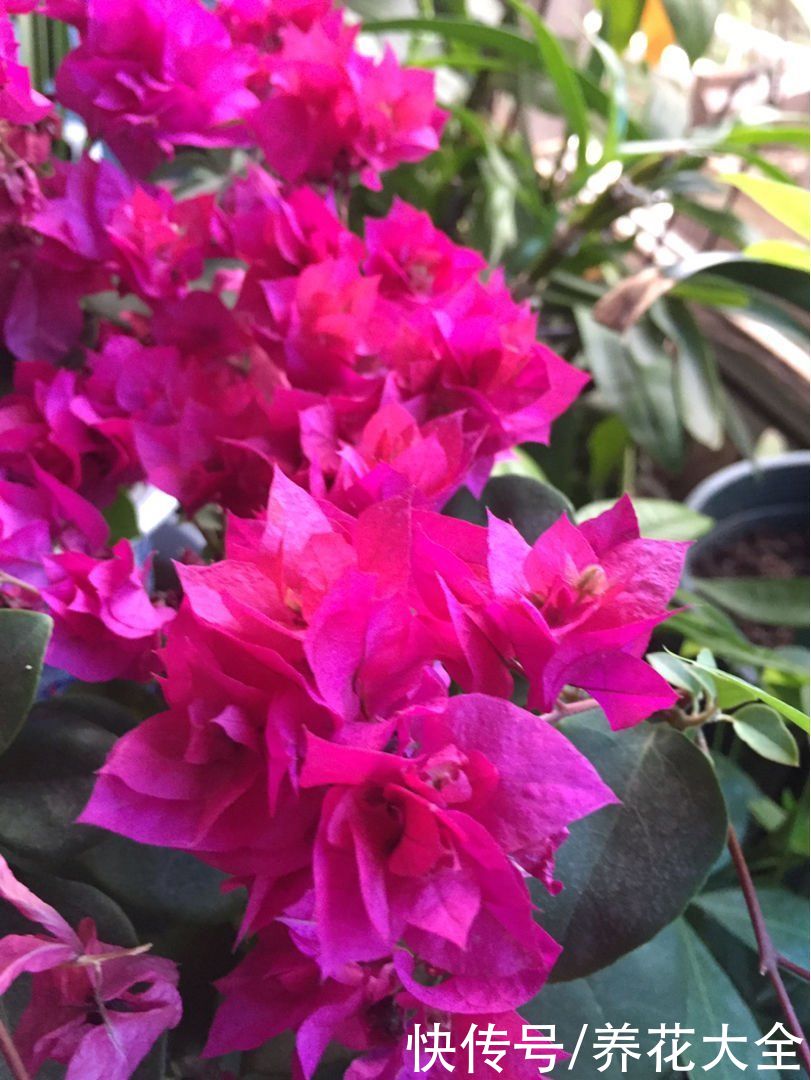 要想三角梅长得旺，光照温度缺一不可，开成花瀑布不是问题