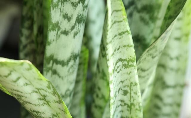 空气|难怪室内空气那么清新,原来养了这4种植物,每一次呼吸都是享受