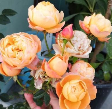 有机肥|月季花秋冬该怎么施肥,三种苗情施肥大不同