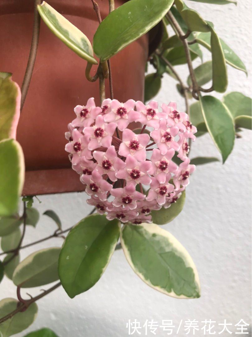 家里的墙上挂了一根藤，耐阴开花多，一朵花拳头大