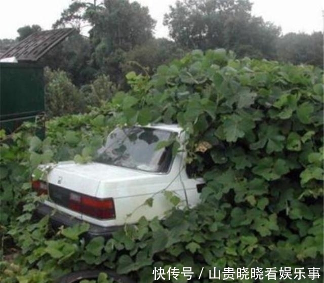 美国偷偷引进日本物种,200年后泛滥成灾,在中国却被轻松解决