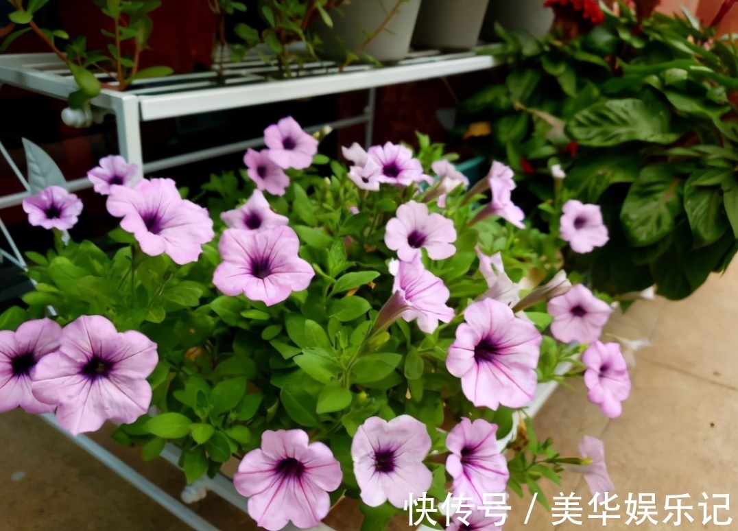 总结养花“十大问题”,只要学会,你就是养花大神