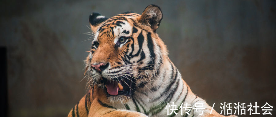 弟弟&剧作家来当官朝廷看不上,当官四年做四件大事,短结局很暖心