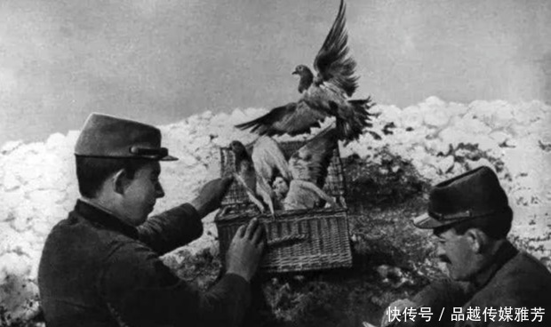 血淋淋|抗战时,战场上发现这一种动物一定要击毙,这是血淋淋教训换来的