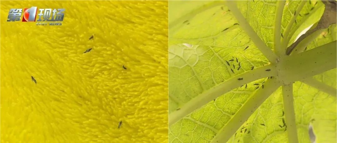 紧急提醒！近期尽量别穿这种颜色的衣服出门！